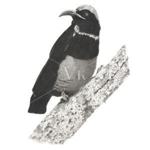 Victoria's Riflebird