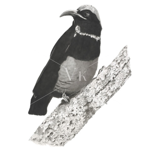 Victoria's Riflebird