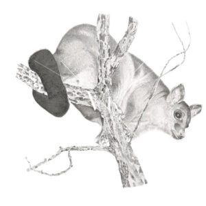 Common Brushtail Possum