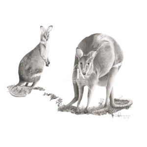 Agile Wallaby