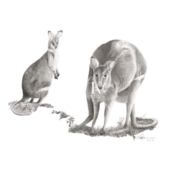 Agile Wallaby