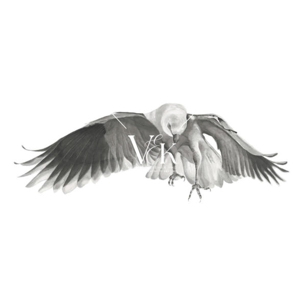 Black Shouldered Kite