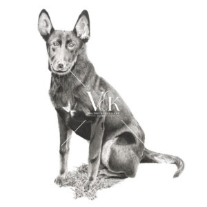 Dingo