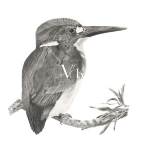 Little Kingfisher