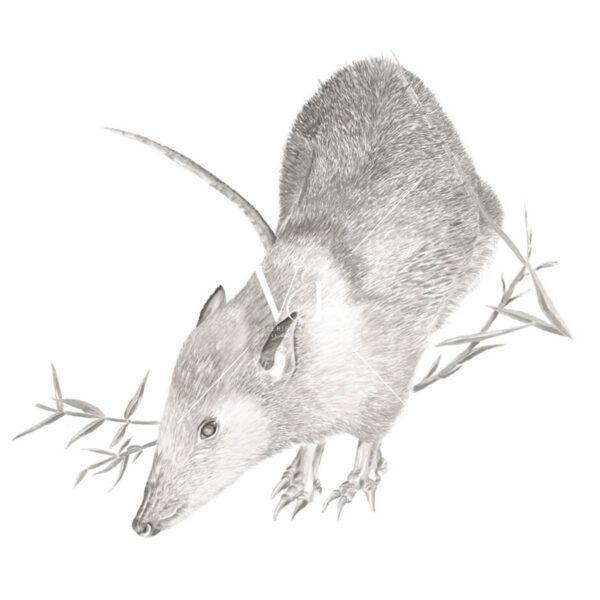 Long-Nosed Bandicoot
