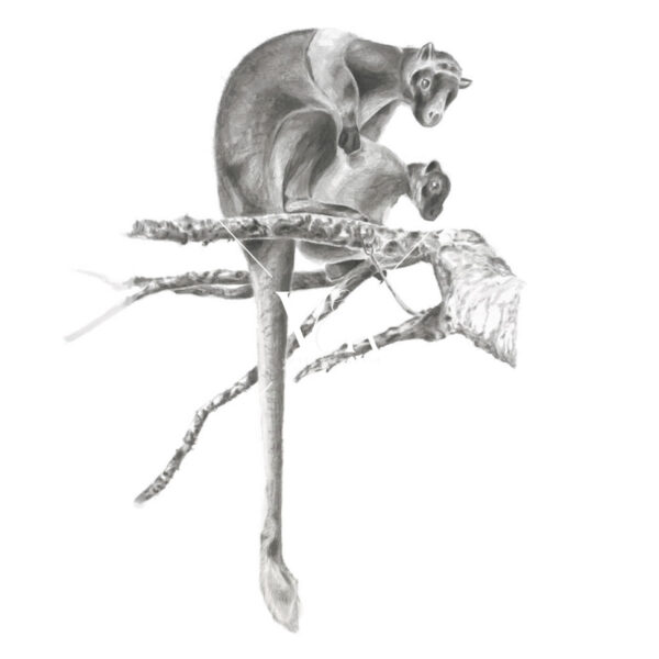 Lumholtz's Tree-Kangaroo