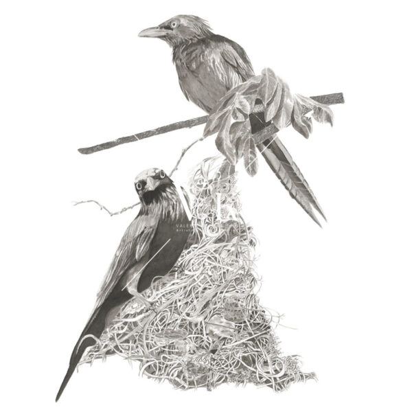 Metallic Starling