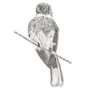 Northern Fantail