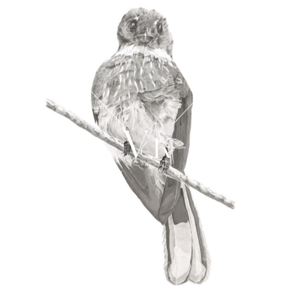 Northern Fantail