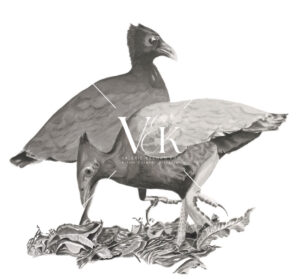 Orange-Footed Scrubfowl