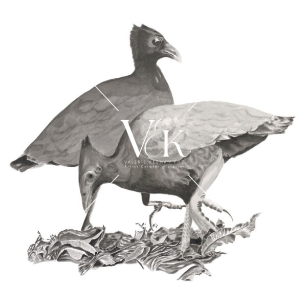 Orange-Footed Scrubfowl