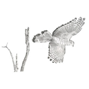 Pacific Baza