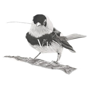 Pied Monarch