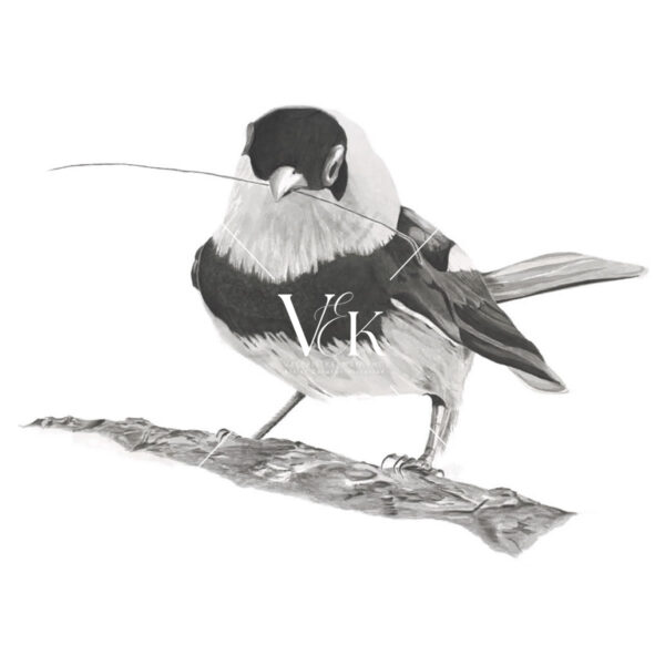 Pied Monarch