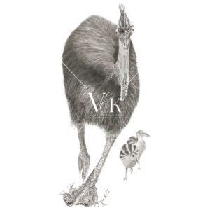 Southern Cassowary