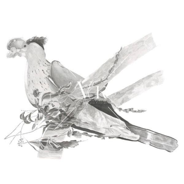 Topknot Pigeon