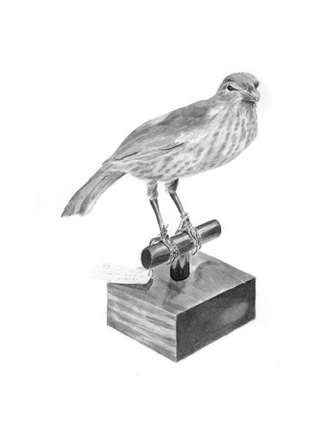 Tooth-Billed Bowerbird - scenopoeetes dentirostris (mount)