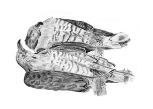 Pacific Baza - aviceda subcristata subcristata (skins)