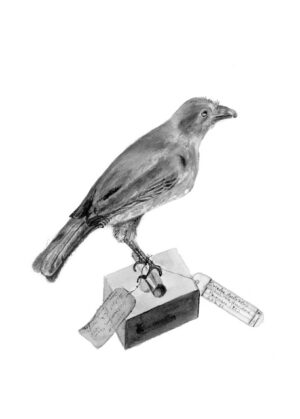 Green Oriole - oriolus flavocinctus kingi (mount)