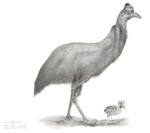 Southern Cassowary - casuarius casuarius (mount)