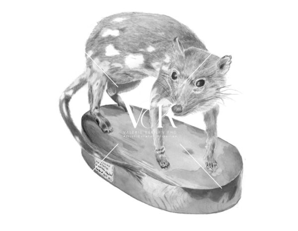 Spotted-tailed Quoll - Dasyurus maculatus (mount)
