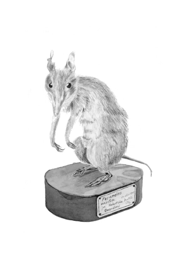 Long-nosed Bandicoot - perameles nasuta (mounted)