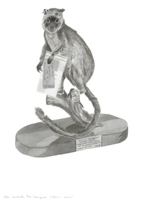 Lumholtz's Tree-Kangaroo - dendrolagus lumholtzi (mount)