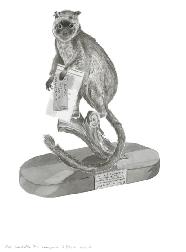 Lumholtz's Tree-Kangaroo - dendrolagus lumholtzi (mount)