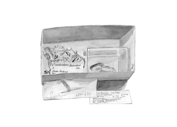Herbert River Ringtail Possum - pseudochirulus herbertensis (skeleton)