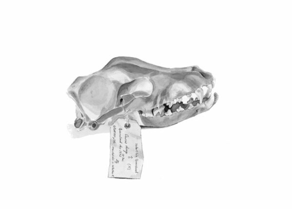 Dingo - canis lupus dingo (skull)