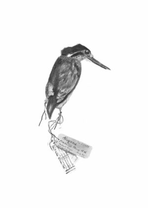 Little Kingfisher - ceyx pusillus halli (skin)