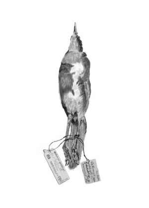 Metallic Starling - aplonis metallica metallica (skin)