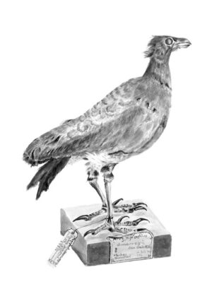 Orange-footed scrubfowl - megapodius reinwardt yorki (mount)