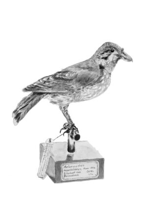 Spotted catbird - ailuroedus maculosus (mount)