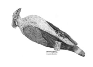 Topknot Pigeon - lopholaimus antarcticus (skin)